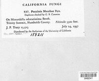 Puccinia menthae image
